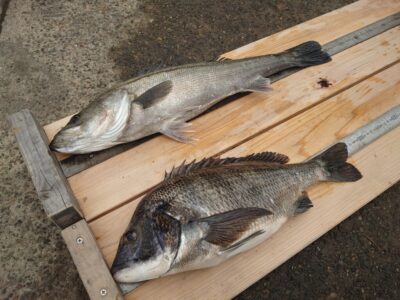 <p>沖の北 エビ撒き釣り 福山様 チヌ46.5cm！三谷様 ハネ61cm！</p>