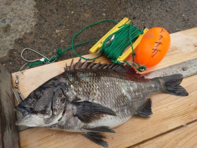 <p>徳永様 旧一文字赤灯内向き エビ撒き釣りでチヌ34cm！</p>