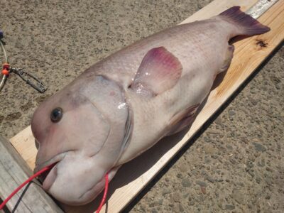 <p>大木様 沖の北 かぶせ釣りで61cmのコブありカンダイ！！！強烈です♪</p>