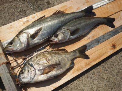 <p>徳山様 旧一文字赤灯内向き エビ撒き釣りでハネ57cmとチヌ38.5cm！</p>