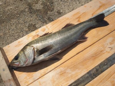 <p>川原様 旧一文字赤灯内向き エビ撒き釣りでハネ52cm！</p>