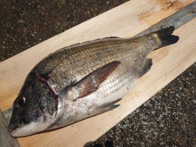 <p>三谷様 沖の北 エビ撒き釣りでチヌ38cm！</p>
