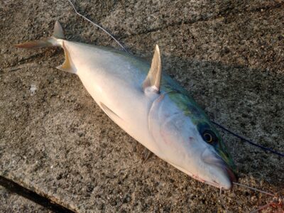 <p>沖の北 ショアジギでメジロ75cm！！！5時45分にヒット！</p>