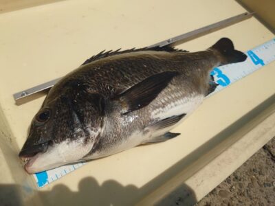 <p>ちょんまげ食堂釣り部様 旧一文字赤灯 落し込みでチヌ39cm！餌はシラサ。</p><p>今年もパイプ・イガイ期待薄です。たぶん着かない…。</p>