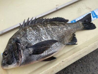 <p>田中様　沖の北　エビ撒き　チヌ39cm🎣</p>
