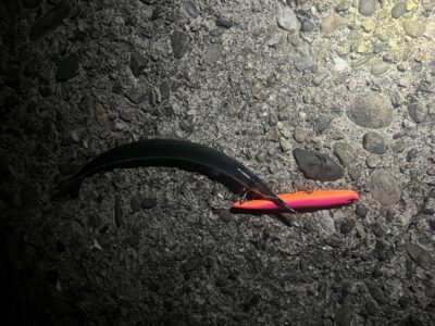 <p>レジェンド山本氏　旧一文字赤灯　メンボーでサヨリ🎣まだ狙って釣るのは厳しそう…</p>