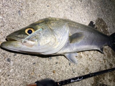 <p>釣れない猫様　沖の北　メンボースリムのテクトロでシーバス🎣</p>