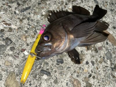 <p>釣れちゃう犬　旧一文字3〜4番　外向き　メンボー　メバル22cm🎣</p>