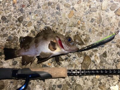 <p>釣れない猫様　旧一文字赤灯〜白灯　テクトロでメバル🎣22〜23cmと良型でした♪♪</p>