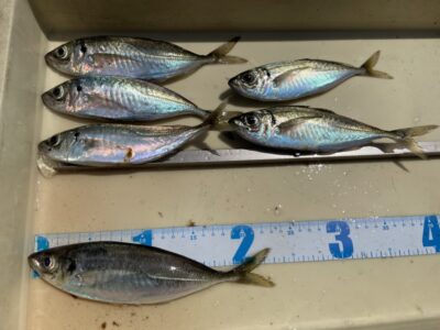 <p>島田様　沖の北　サビキ釣り　中アジ23cmまで6匹🎣時合は無くぽつぽつ拾い釣りといった状況でしたがようやく今年初のアジが顔を見せてくれました^ ^</p>