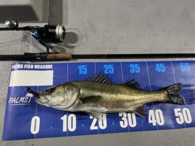 <p>釣れない猫様　旧一文字赤灯から白灯までテクトロ　4番付近でシーバス52cm🎣他、メバルもGET♪♪</p>