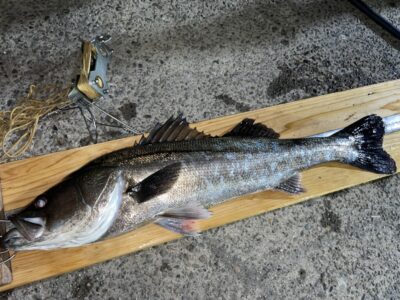 <p>青野様　中波止3番　マニックでシーバス75.3cm🎣バチ抜けダービー暫定1位✨良型おめでとうございます^ ^</p>