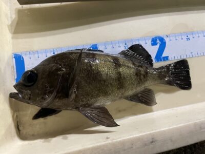 <p>レジェンド山本氏　旧一文字3番〜4番　メンボーでメバル24cm🎣</p>