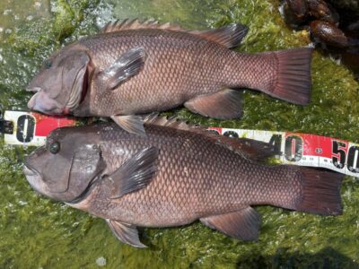 <p>ハネ研会長 福山様① 沖の北　エビ撒き　カンダイ50cmまで2匹🎣　</p>