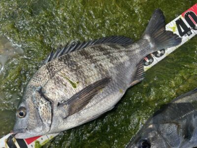 <p>福山様②  沖の北　エビ撒き　チヌ37cm🎣</p>