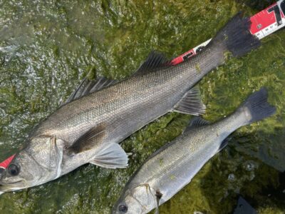 <p>福山様③  沖の北　エビ撒き　ハネ64cmまでを2匹🎣</p>