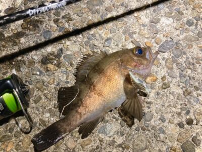 <p>釣れない猫様　旧一文字赤灯から白灯　メンボースリムでメバル🎣計5匹釣れたそうです♪♪</p>