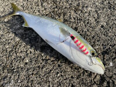 <p>北裏様　沖の北　マキマキ＝キシイチピンク　ハマチGET🎣6時40分頃にヒット♪♪</p>