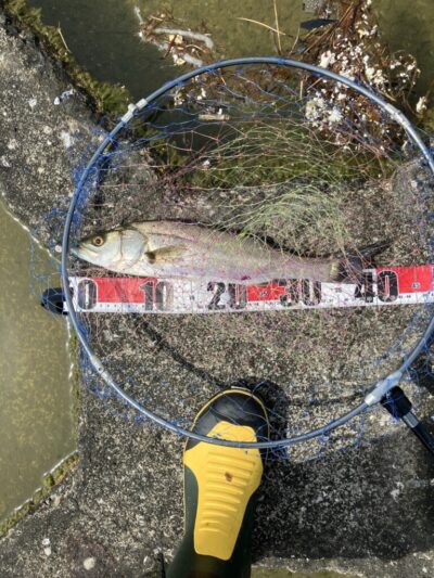 <p>中村様　沖の北　エビ撒き　ハネ42cm🎣</p>