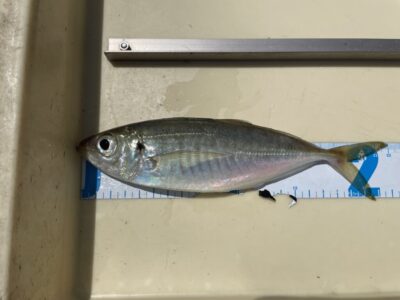 <p>高倉迷人　サビキ釣り　中アジ22cm🎣激渋の中、奇跡の1匹との事でした♪♪</p>