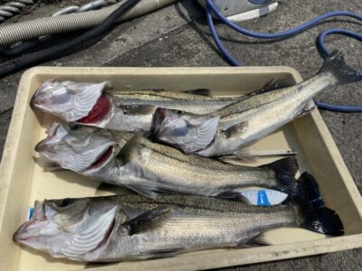<p>中村様　旧一文字赤灯　エビ撒き　ハネ55cmまでを4本🎣</p>