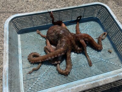 <p>マスカッツ様  沖の北　タコエギでマダコ970g🐙</p>