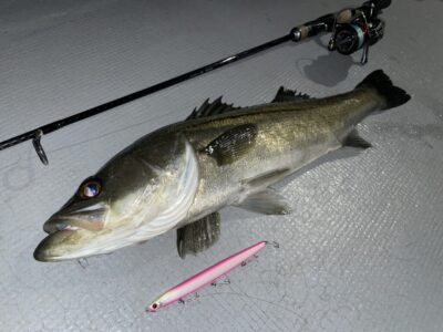 <p>釣れちゃう犬　沖の北外向き遠投　スイッチヒッタースリムDH120Sでシーバス🎣</p>
