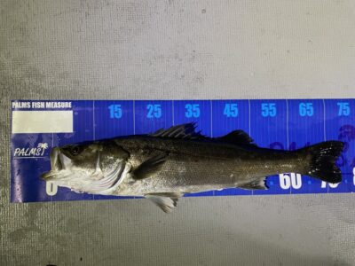 <p>釣れない猫様　別撮り　シーバス75cm🎣</p>