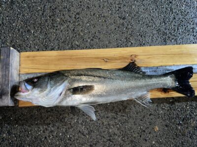 <p>青野様　中波止2番　マニック　シーバス64cm🎣</p>