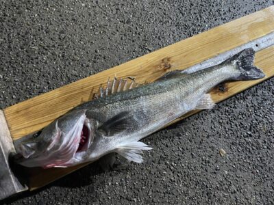 <p>小野様　中波止3番　メンボー　シーバス68.3cm🎣</p>