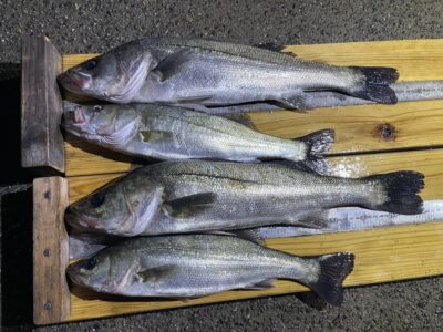 <p>上垣内様　中波止3番　メンボー　シーバス57.3cmまでを4匹🎣</p>
