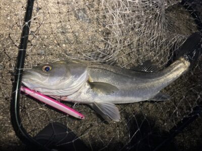 <p>釣れちゃう犬　沖の北外向き　スイッチヒッター120Sでシーバス🎣　タモ係＝釣れない猫🐈</p>