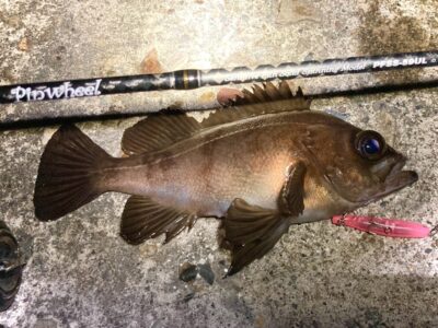 <p>釣れない猫様　沖の北☆バチ抜け便☆　メンボースリムで堤防テクトロ🚶‍♂️‍➡️してメバル🎣</p>