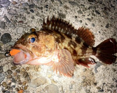 <p>釣れない猫様　沖の北バチ抜け便その2🐟　ガシラ🎣</p>
