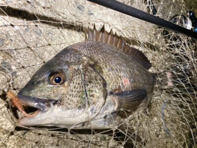<p>釣れない猫様　沖の北バチ抜け便その3🐟　チヌ🎣</p>