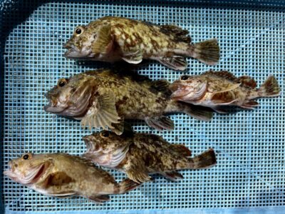 <p>仲村様　☆バチ抜け便☆　沖の北　虫エサ探り釣りでガシラ🎣</p>
