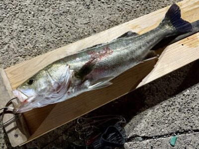<p>🎣MAXスタッフ宮原様　☆バチ抜け便☆ 中波止③ メガバスＸ80Ｊｒでシーバス59cm🎣</p>