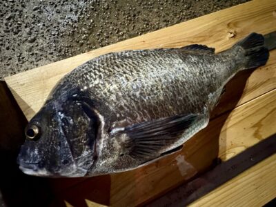 <p>360様　☆バチ抜け便☆ 中波止② ワームでチヌ49cm🎣　</p>