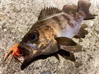 <p>釣れない猫様　☆バチ抜け便☆　メバルその②</p>