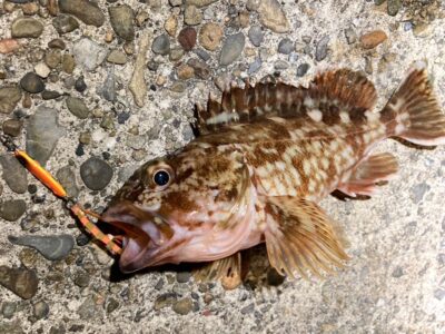 <p>釣れない猫様　☆バチ抜け便☆　ガシラその②</p>