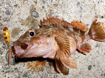 <p>釣れない猫様　☆バチ抜け便☆　ガシラその③</p>