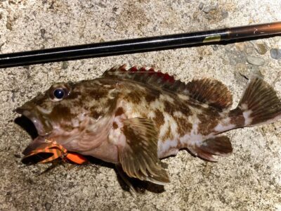 <p>釣れない猫様　☆バチ抜け便☆　ガシラその④</p>