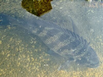 <p>中村様　沖の北　エビ撒き釣りでチヌ🎣</p>