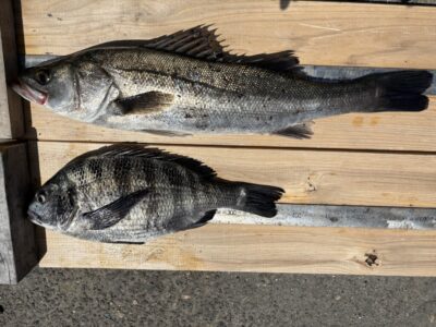 <p>中村様　沖の北　エビ撒き釣り　チヌ37cm🎣　ハネ58cm🎣</p>