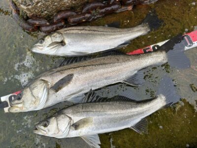 <p>福山様　沖の北　エビ撒き釣り(ブツエビ)  タナ1半　ハネ61cmまでを3尾🎣</p>