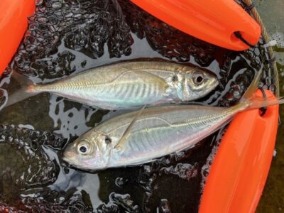 <p>福山様　その③🐟　アジ25cmくらい2尾🎣</p>