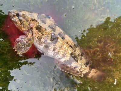 <p>福山様　その②🐟　アイナメ29cm🎣</p>