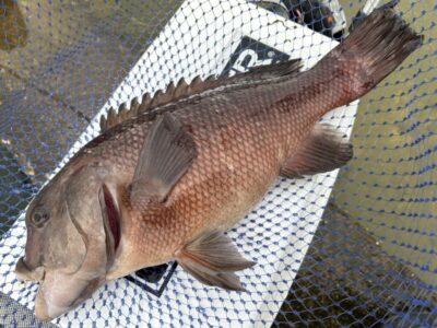 <p>福山様　その④🐟 カンダイ51cm🎣</p>