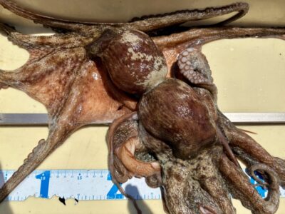 <p>松村🐙名人　沖の北　タコジグでタコ950g & 800g🐙</p>