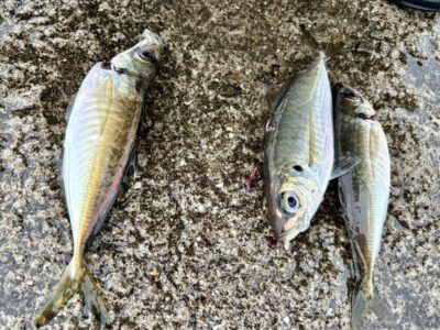 <p>沖の北オイルフェンス内向き 足元サビキで小〜中アジ！5時半までにパラパラと釣れてました。しっかり餌を撒き続ければまだ釣れそうな感じでした。先端内向きは誰もやってなかったので不明。</p>